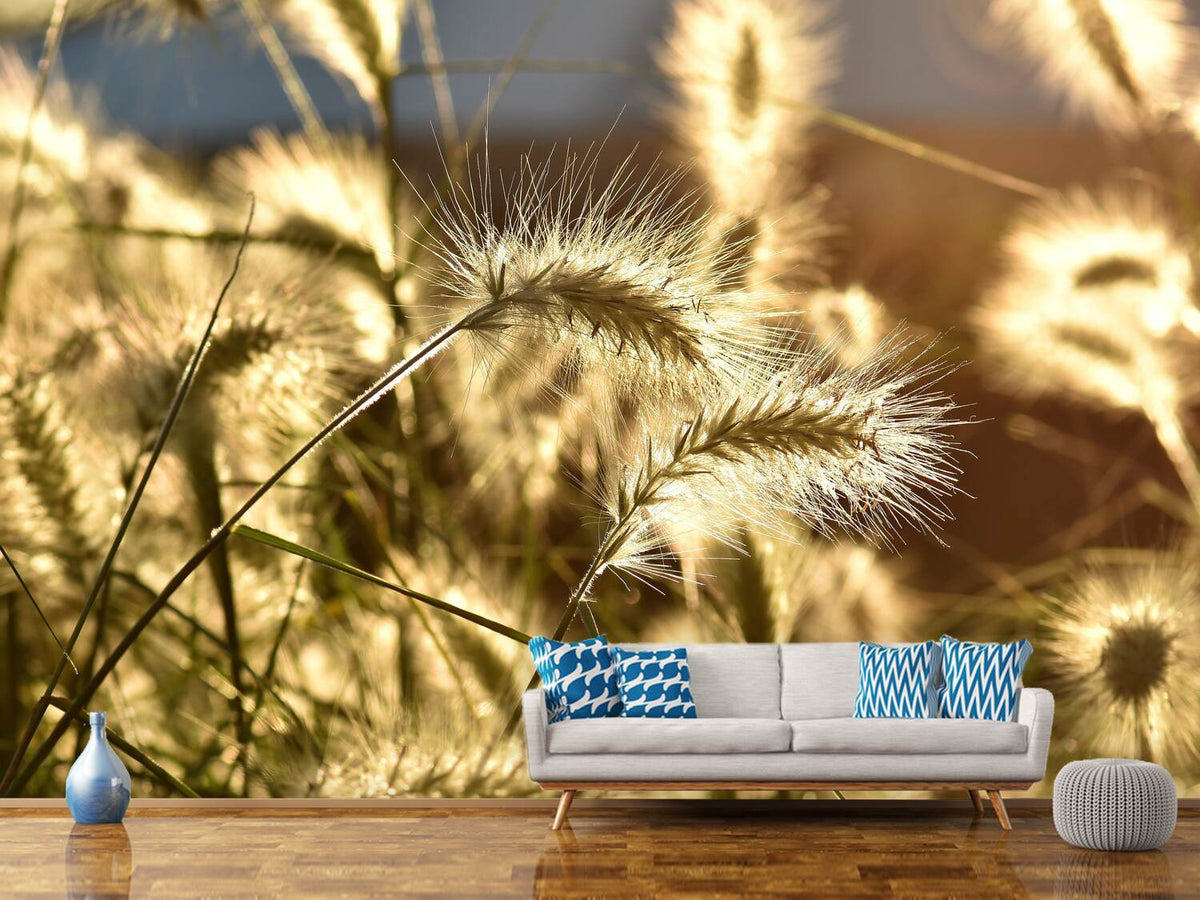 photo-wallpaper-ornamental-grass-in-the-sunlight