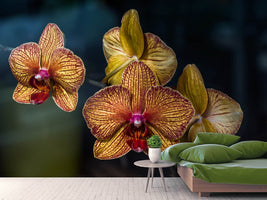 photo-wallpaper-orchidaceae