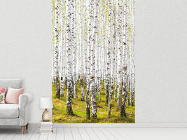 photo-wallpaper-the-birch-forest-in-the-spring