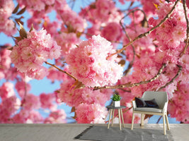 photo-wallpaper-beautiful-cherry-blossoms