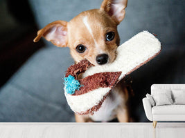 photo-wallpaper-obedient-chihuahua