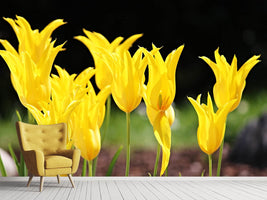 photo-wallpaper-yellow-tulips-in-the-nature