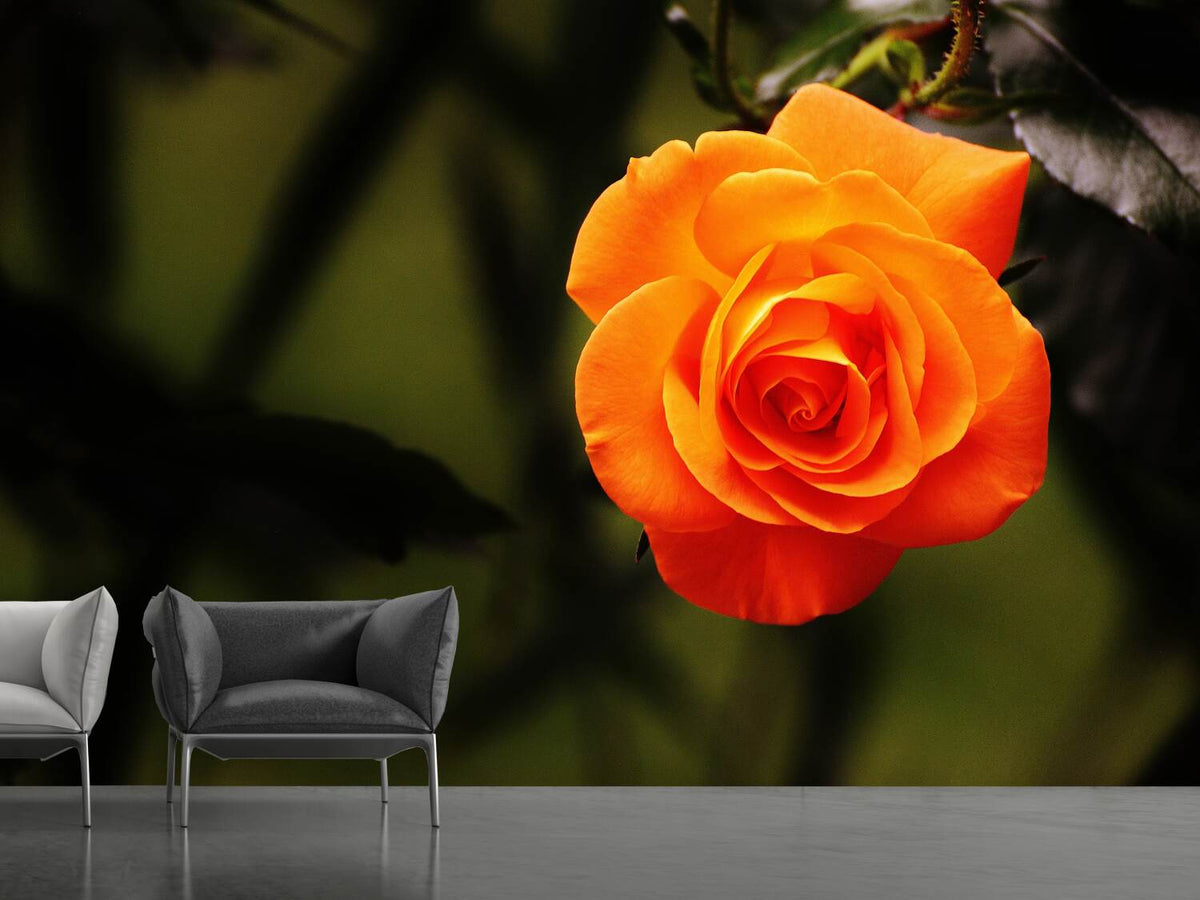 photo-wallpaper-the-blossom-of-the-rose