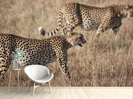 photo-wallpaper-2-leopards