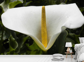 photo-wallpaper-macro-calla-in-white