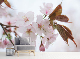 photo-wallpaper-lovely-japanese-cherry