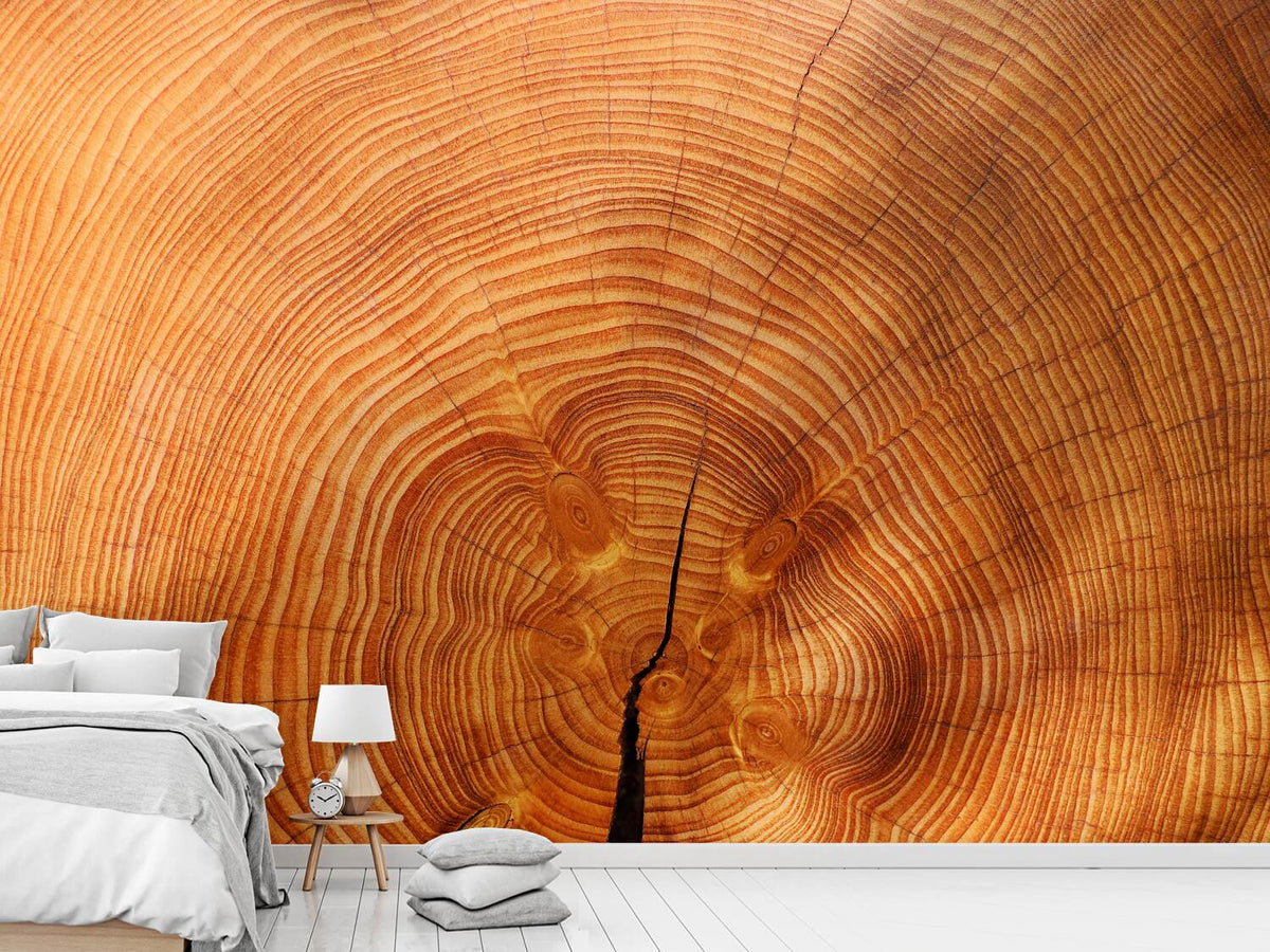 photo-wallpaper-tree-rings