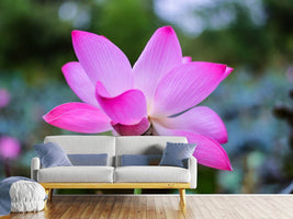 photo-wallpaper-beautiful-lotus