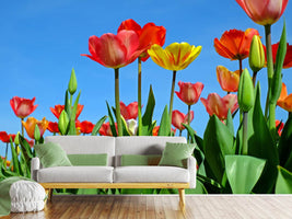 photo-wallpaper-wild-tulips