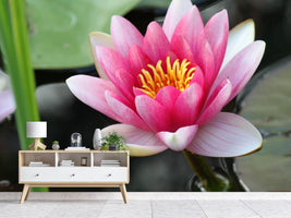 photo-wallpaper-the-water-lily-in-pink