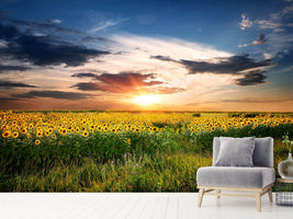 photo-wallpaper-a-field-of-sunflowers