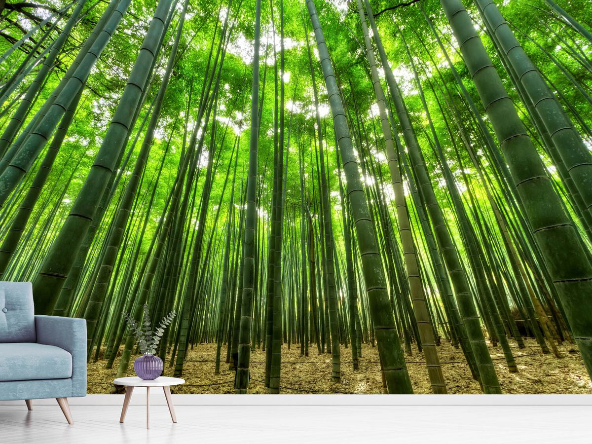 photo-wallpaper-the-bamboo-forest