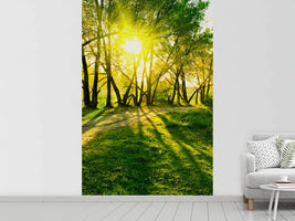 photo-wallpaper-forest-path-in-sunlight