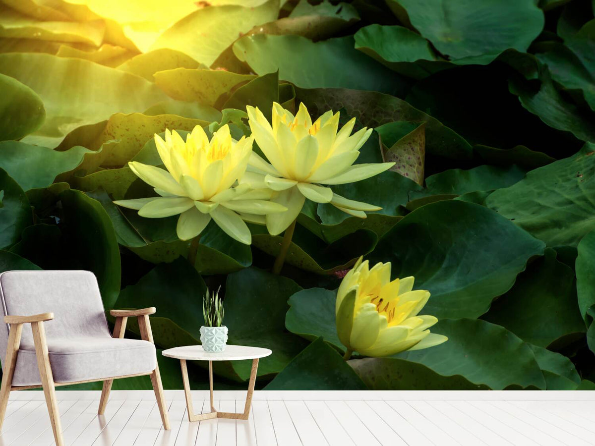 photo-wallpaper-wild-lotus