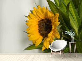 photo-wallpaper-beautiful-sunflower