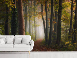 photo-wallpaper-autumn-colorful-forest-x