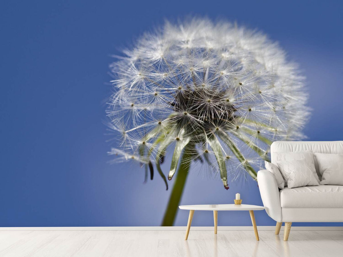 photo-wallpaper-the-dandelion-in-xxl