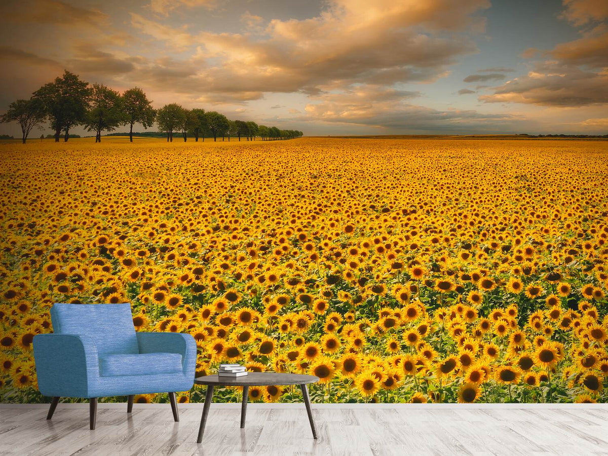 photo-wallpaper-sunflowers