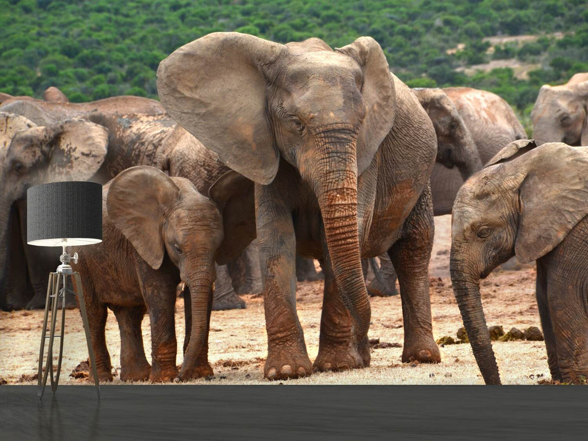 photo-wallpaper-elephant-herd-in-africa