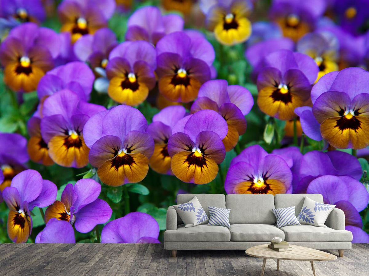 photo-wallpaper-the-pansies