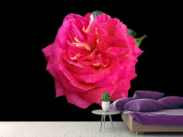 photo-wallpaper-rose-in-red-xxl