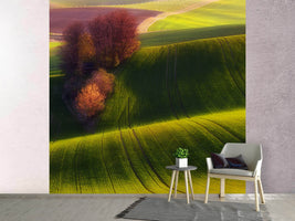 photo-wallpaper-green-fields