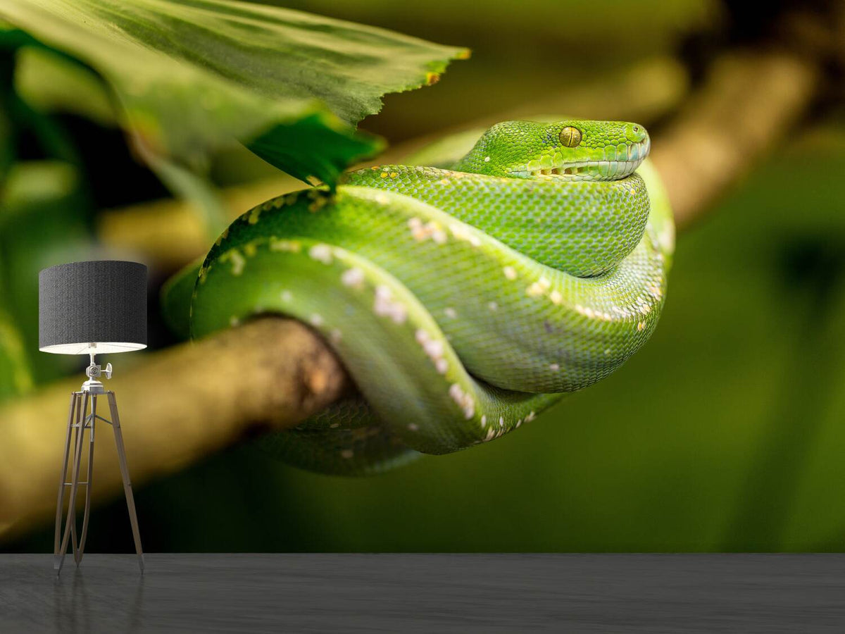 photo-wallpaper-green-snake