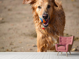 photo-wallpaper-wet-dog