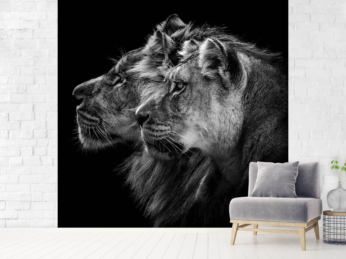 photo-wallpaper-lion-and-lioness-portrait