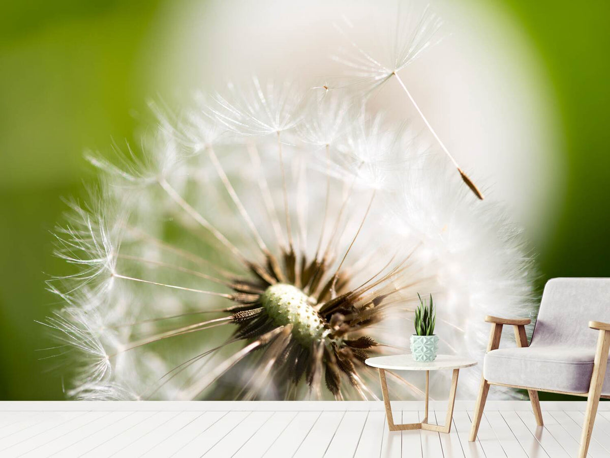 photo-wallpaper-blowball-dandelion