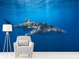 photo-wallpaper-whale-shark-in-the-blue-x