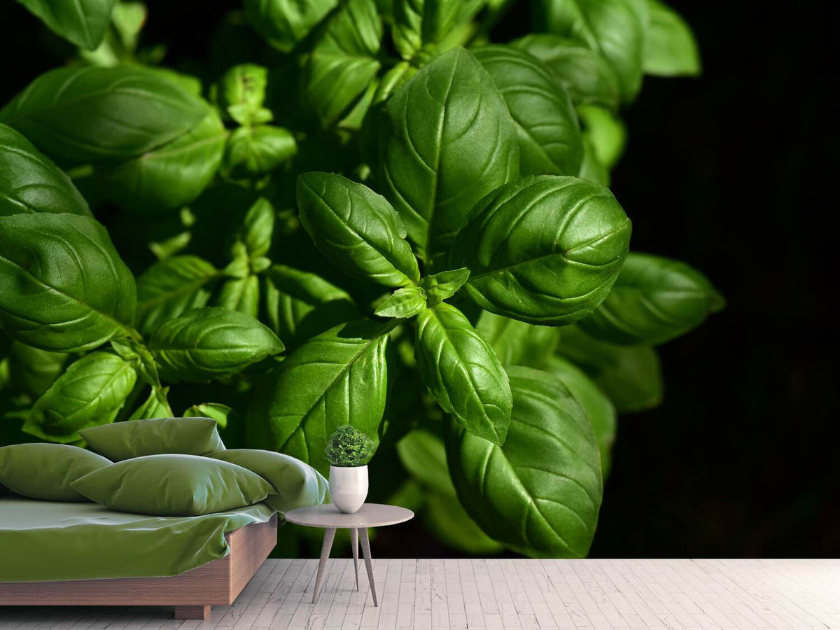 photo-wallpaper-basil-in-xl