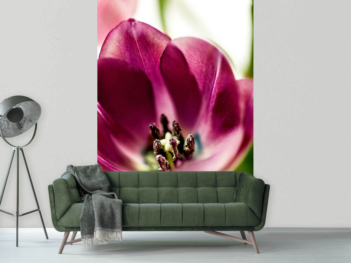 photo-wallpaper-tulip-i