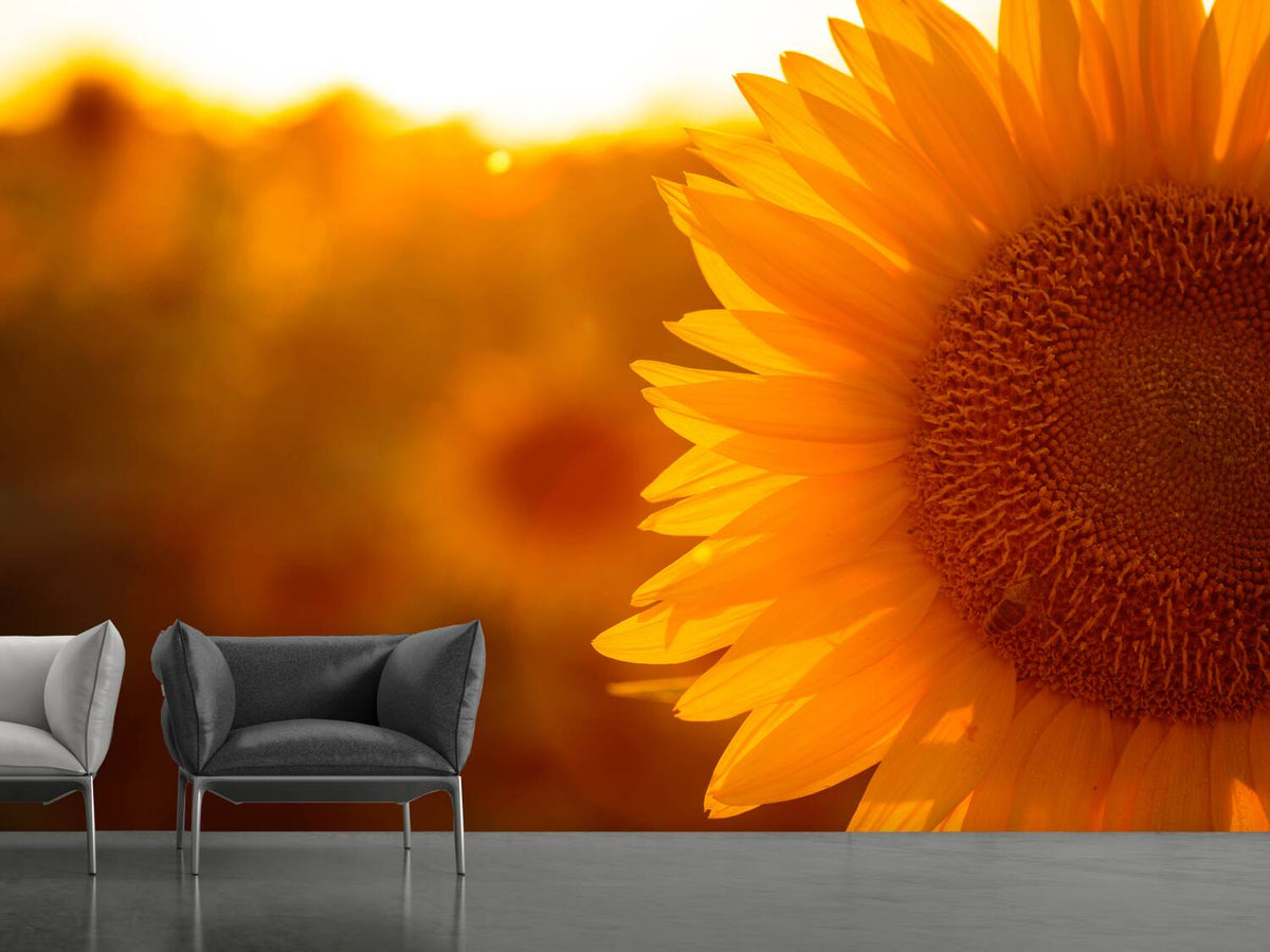 photo-wallpaper-macro-sunflower