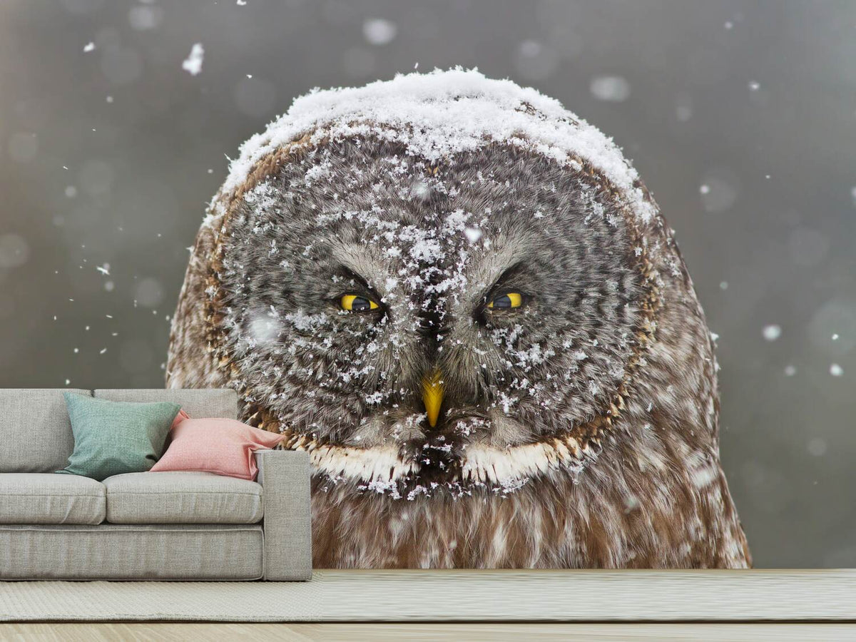 photo-wallpaper-great-grey-owl-winter-portrait