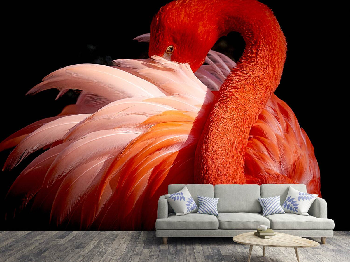 photo-wallpaper-flamingo-xoc