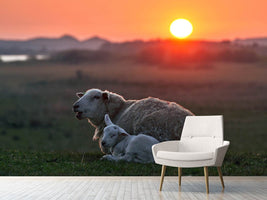 photo-wallpaper-sleep-well-sheep-x