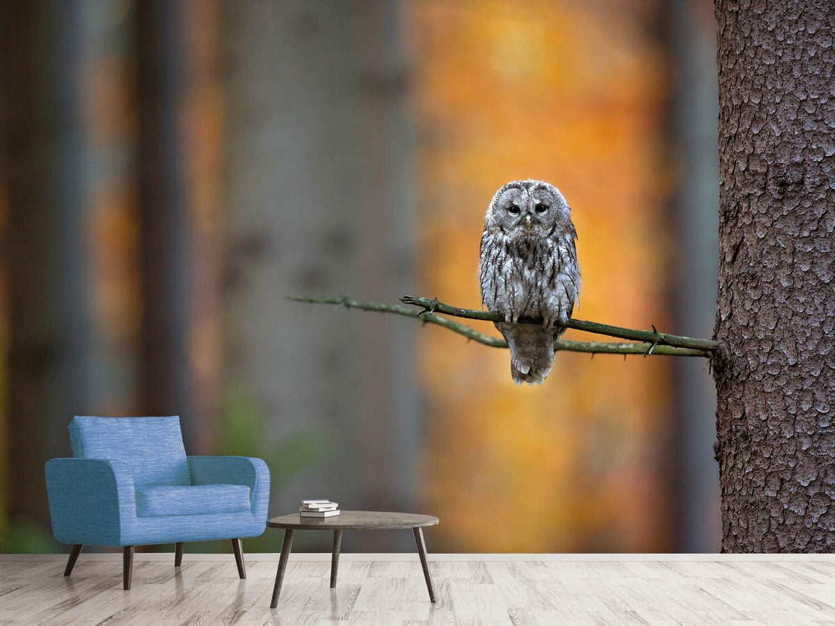 photo-wallpaper-tawny-owl-x