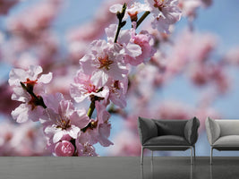 photo-wallpaper-japanese-cherry-tree-close-up