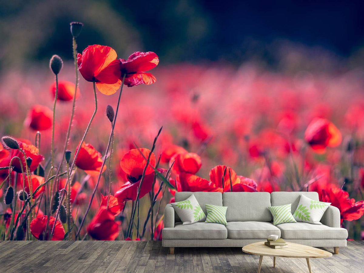 photo-wallpaper-in-the-poppy-field