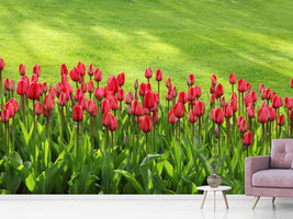 photo-wallpaper-red-tulip-field-in-the-sunlight