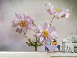 photo-wallpaper-anemones