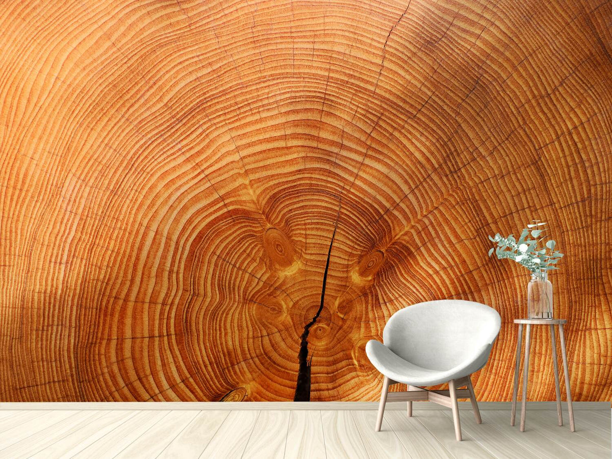 photo-wallpaper-tree-rings