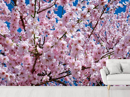 photo-wallpaper-the-japanese-cherry