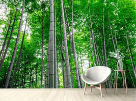 photo-wallpaper-bamboo-forest