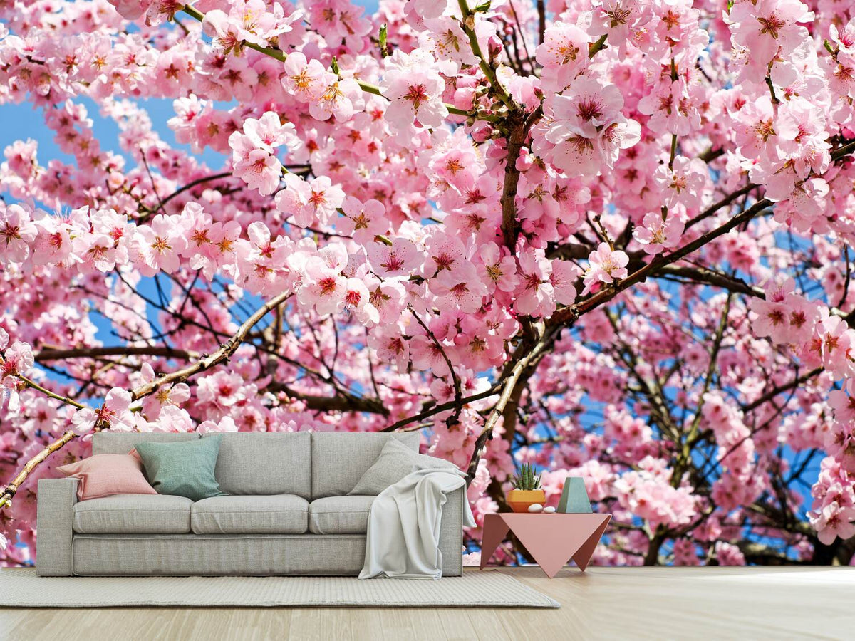 photo-wallpaper-wonderful-japanese-cherry