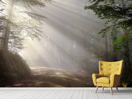 photo-wallpaper-mystical-light-in-the-forest