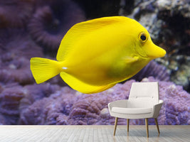 photo-wallpaper-the-lemon-doctor-fish