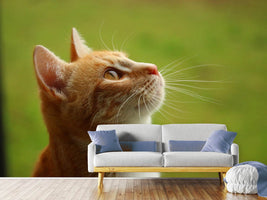 photo-wallpaper-cats-nose