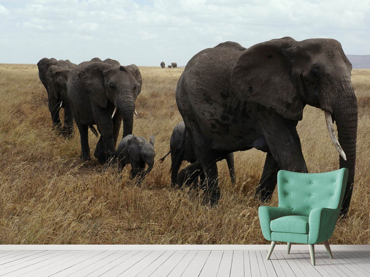 photo-wallpaper-elephant-family